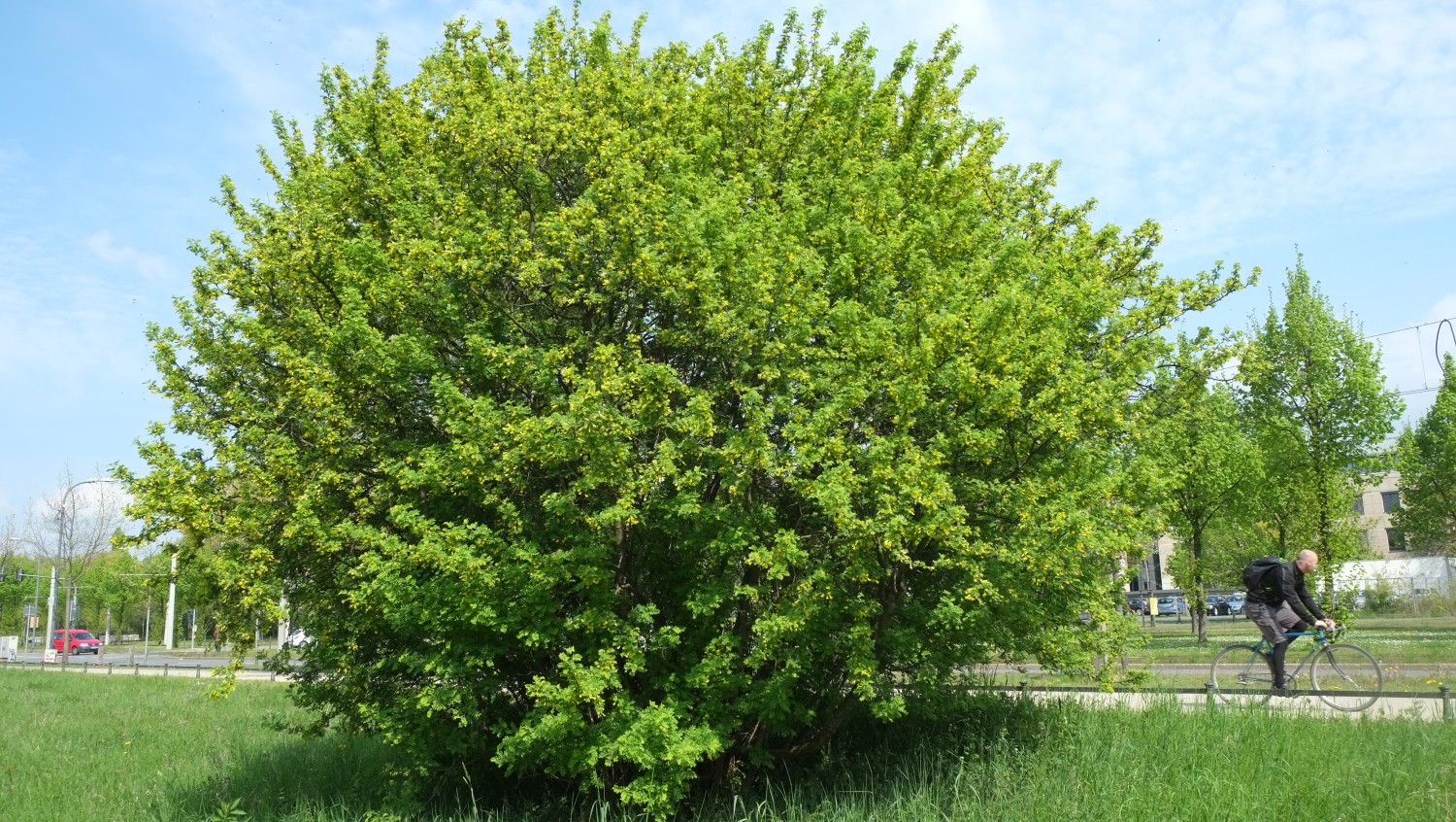 Caragana arborescens - Dresden - 2014
