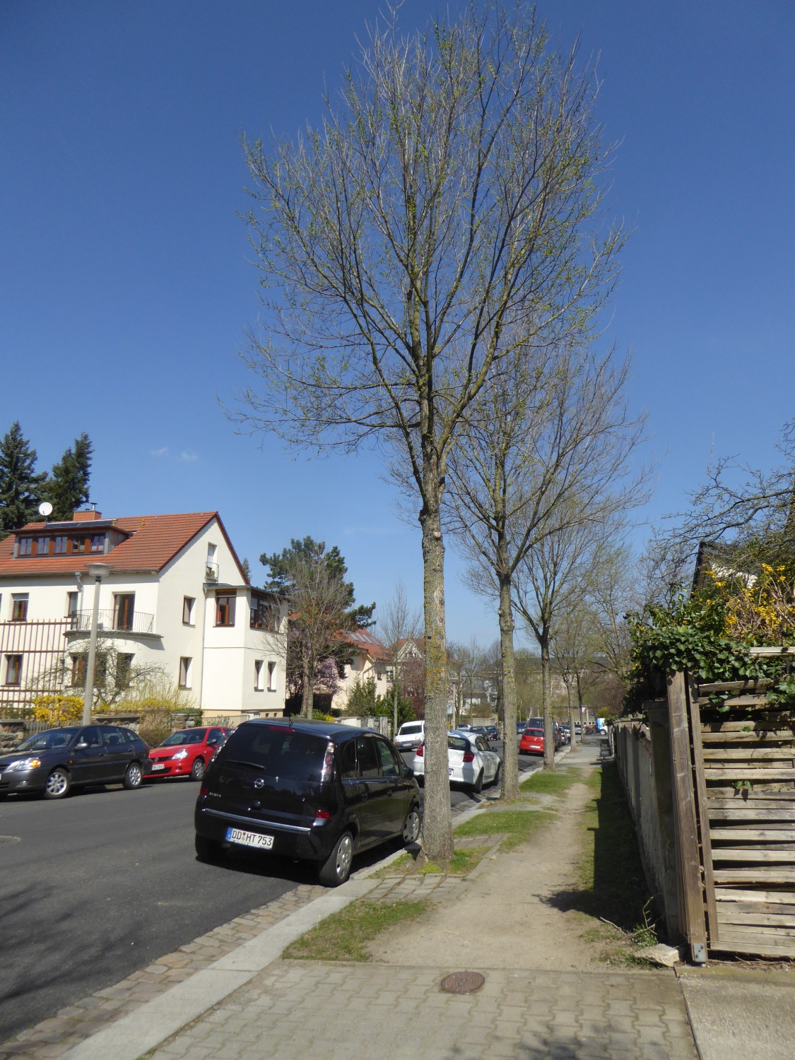 Ulmus 'New Horizon' - Dresden - 2015