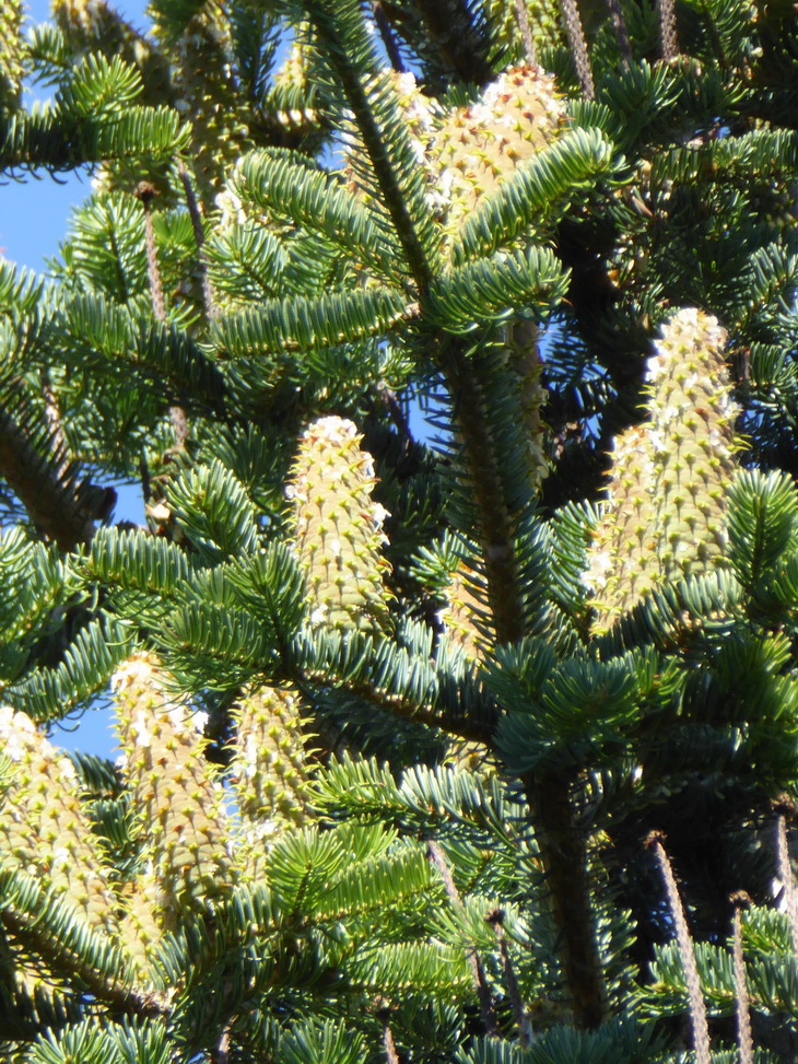 Abies sachalinensis - Tharandt - August 2016