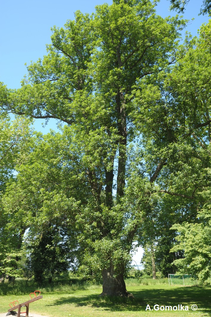Einblatt-Esche - Sommersdorf - Sommer 2010