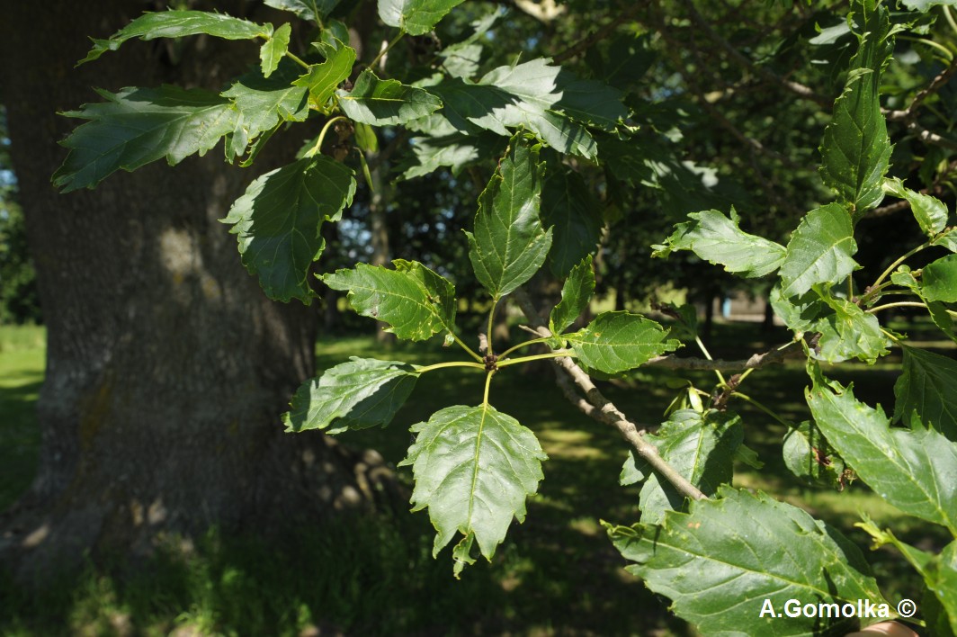 Einblatt-Esche - Sommersdorf - Sommer 2010