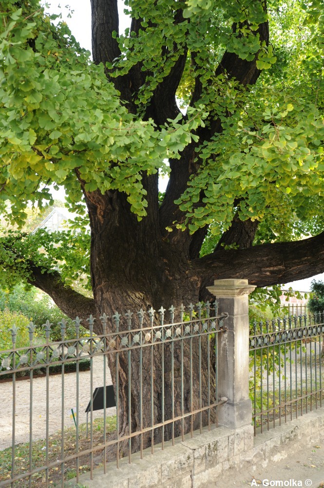 Ginkgo biloba - Botanischer Garten Jena