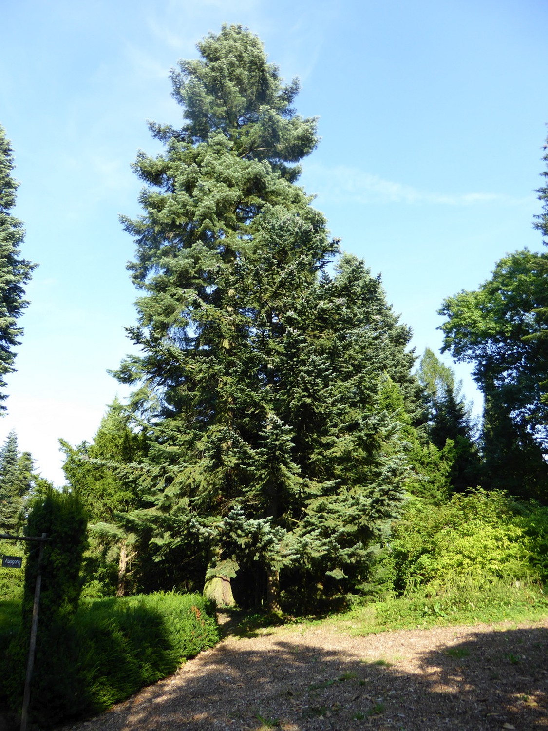 Abies grandis - Tharandt - 2016