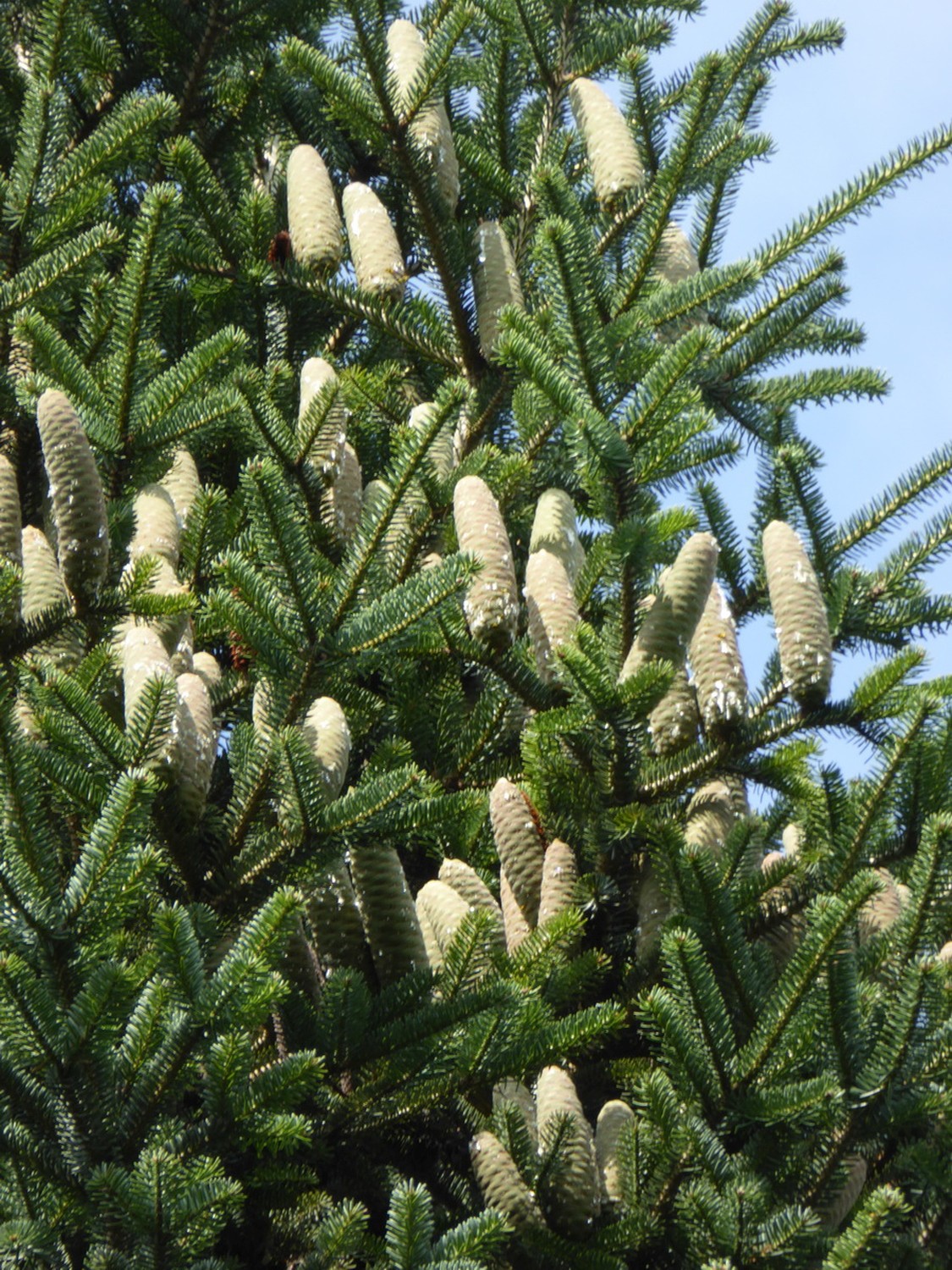 Abies numidica - Tharandt - 2016