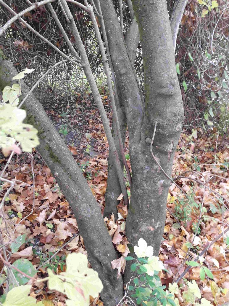 Viburnum opulus - Stämme - Ergolding - Oktober 2018