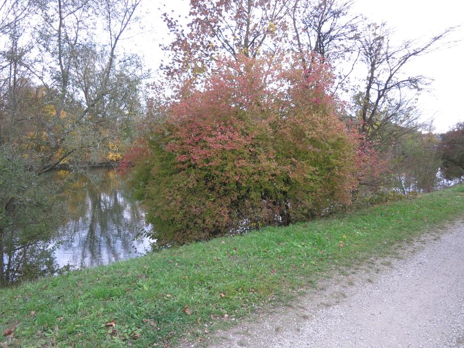 Viburnum opulus - Gesamtansicht - Ergolding - Oktober 2018