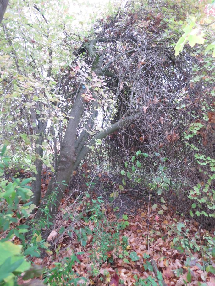 Viburnum opulus - Schräge Krone - Ergolding - Oktober 2018