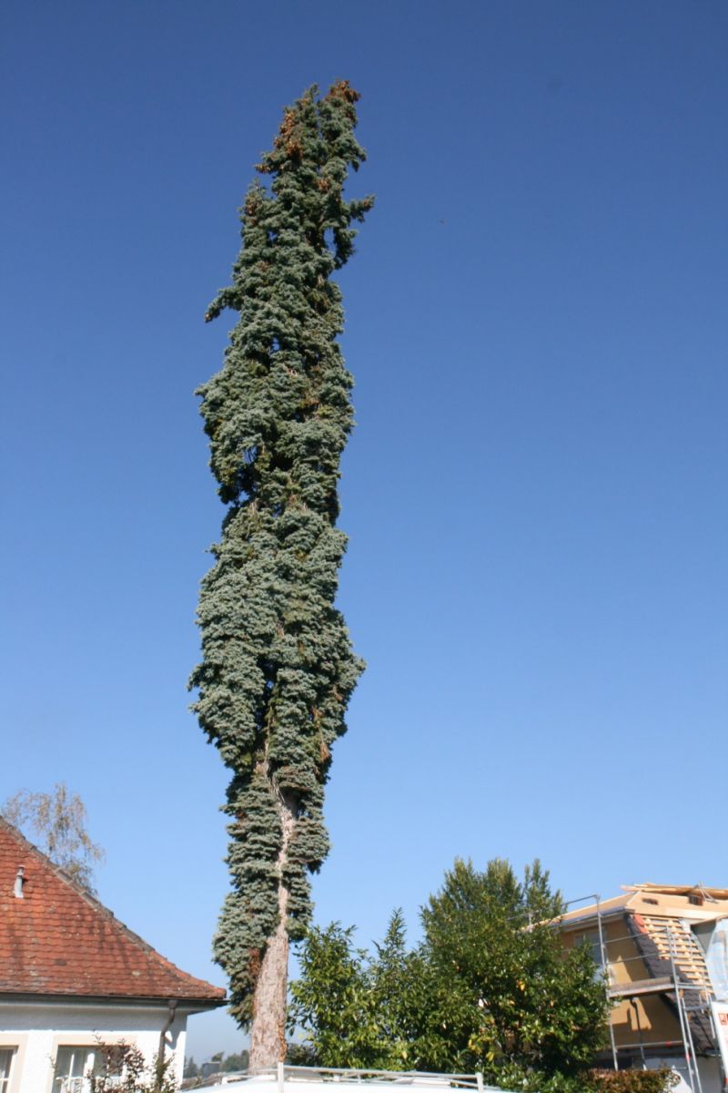 Picea pungens 'Columnaris' - Bad Schachen - Okt. 2018