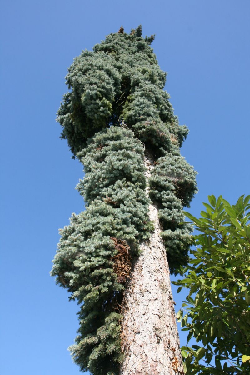 Picea pungens 'Columnaris' - Bad Schachen - Okt. 2018
