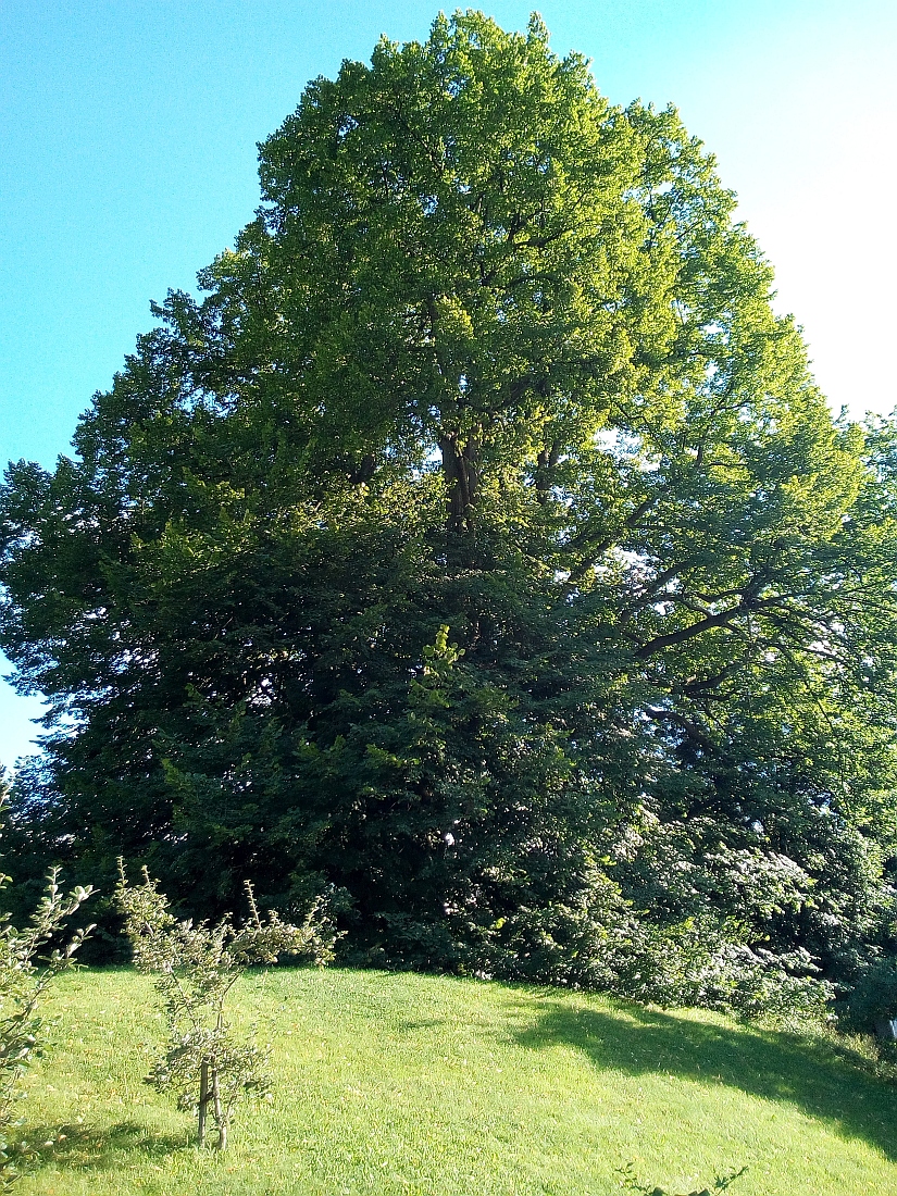 Sommer-Linde - Goslar - Aug. 2017