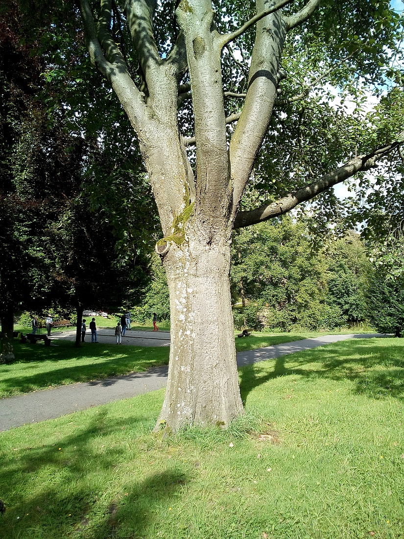 Sorbus intermedia - Goslar - Aug. 2017