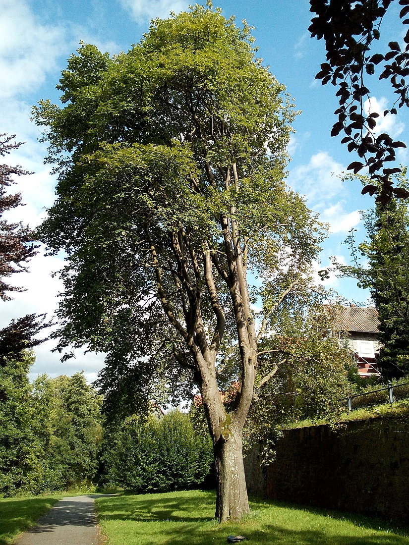 Sorbus intermedia - Goslar - Aug. 2017
