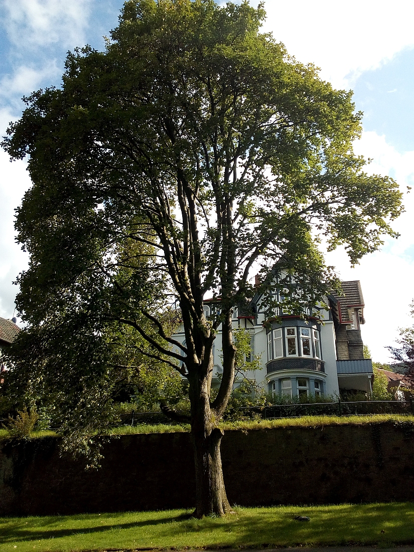 Sorbus intermedia - Goslar - Aug. 2017