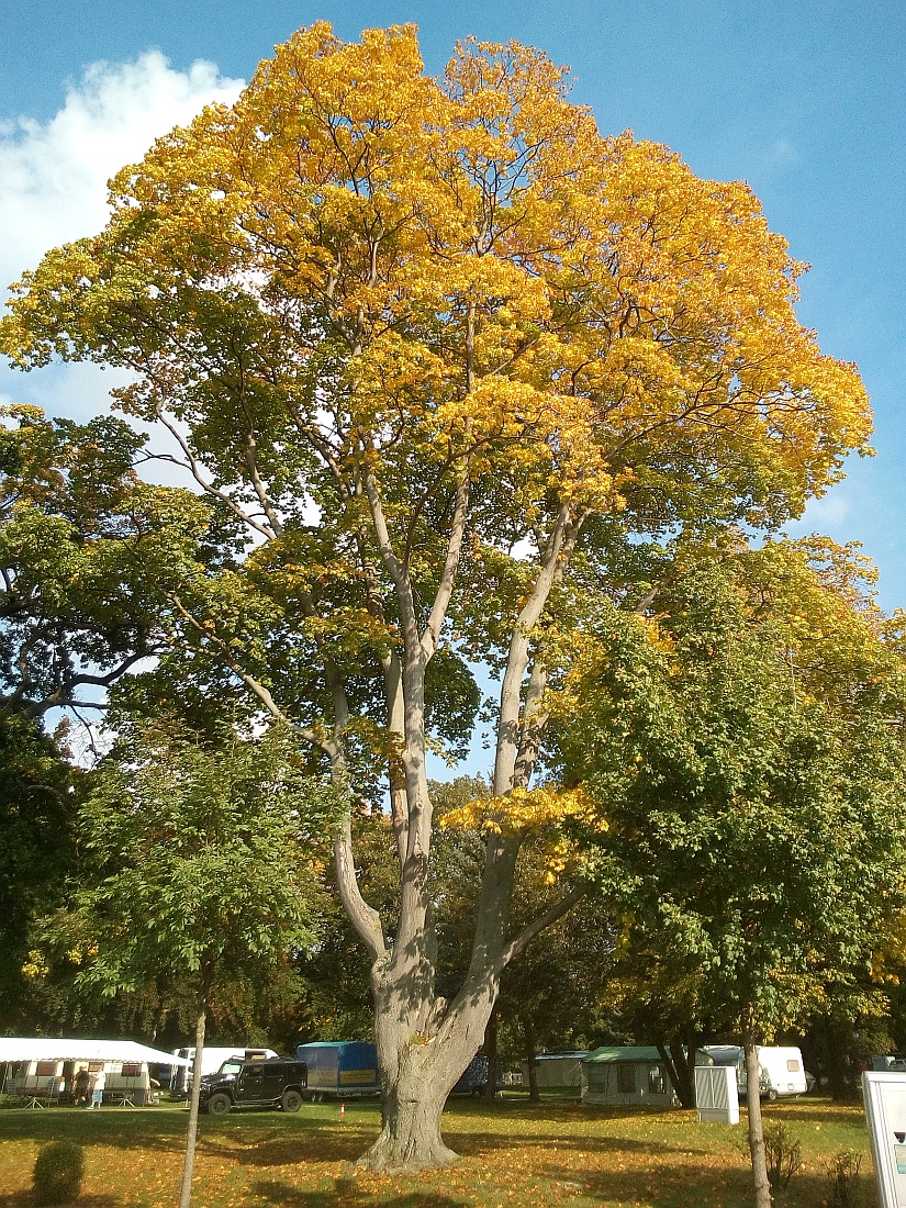 Acer cappadocicum - Thale - Sept. 2017