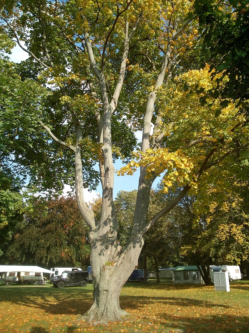Acer cappadocicum - Thale - Sept. 2017
