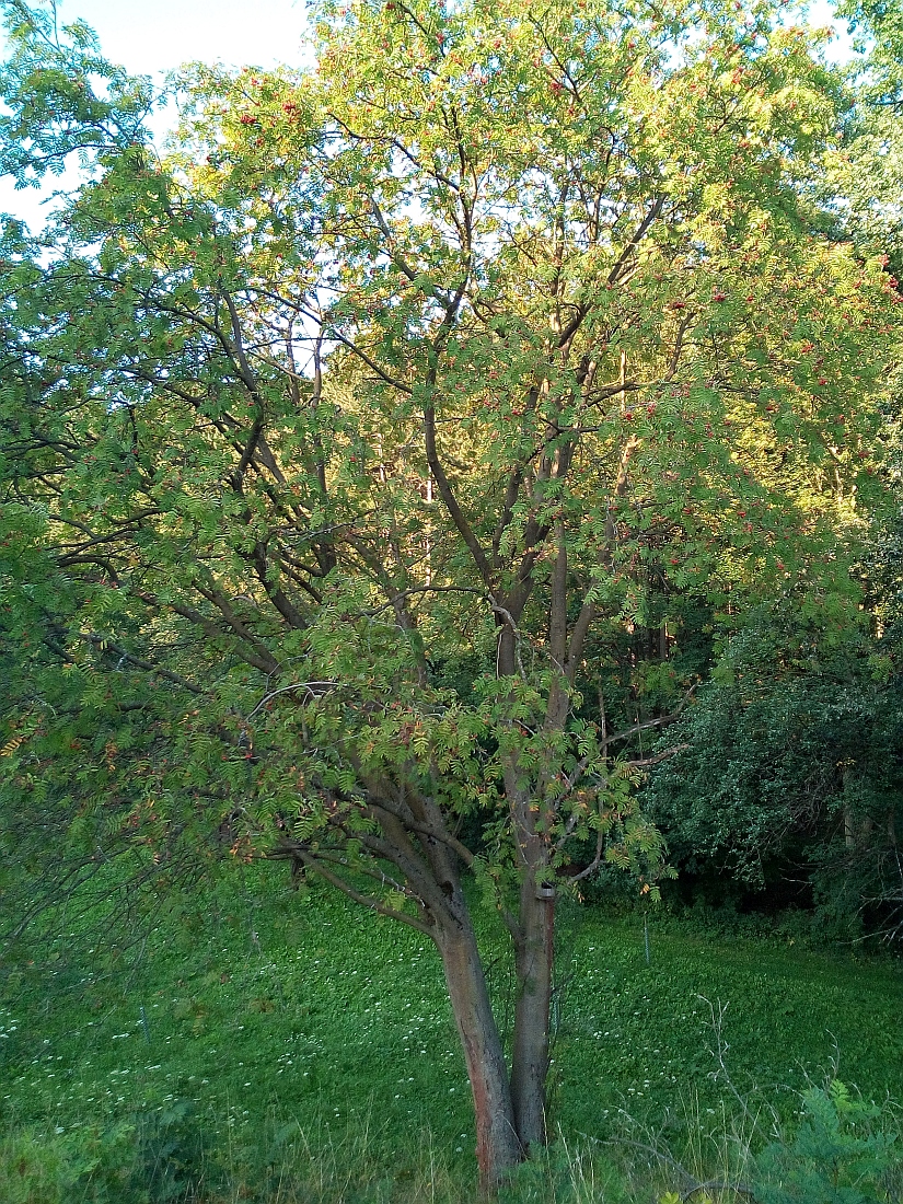 Sorbus aucuparia - Agnesdorf - Aug. 2017