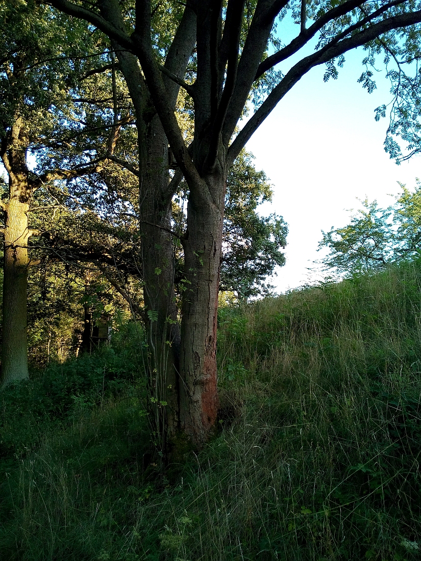 Sorbus aucuparia - Agnesdorf - Aug. 2017