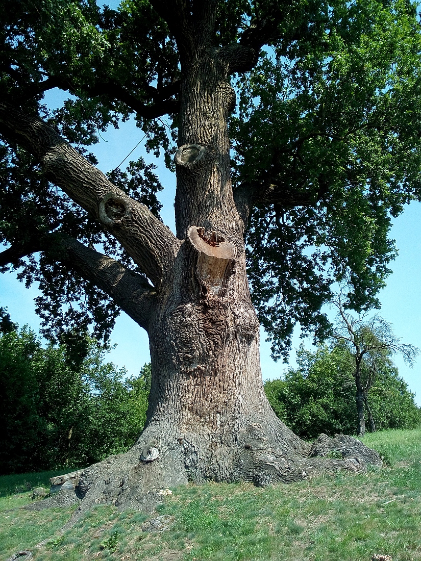 Quercus robur - Krimderode - Juli 2017