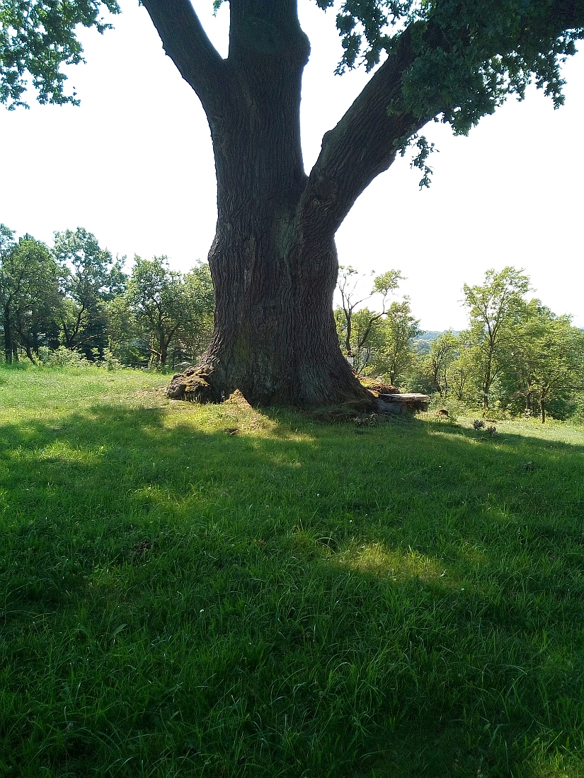 Quercus robur - Krimderode - Juli 2017