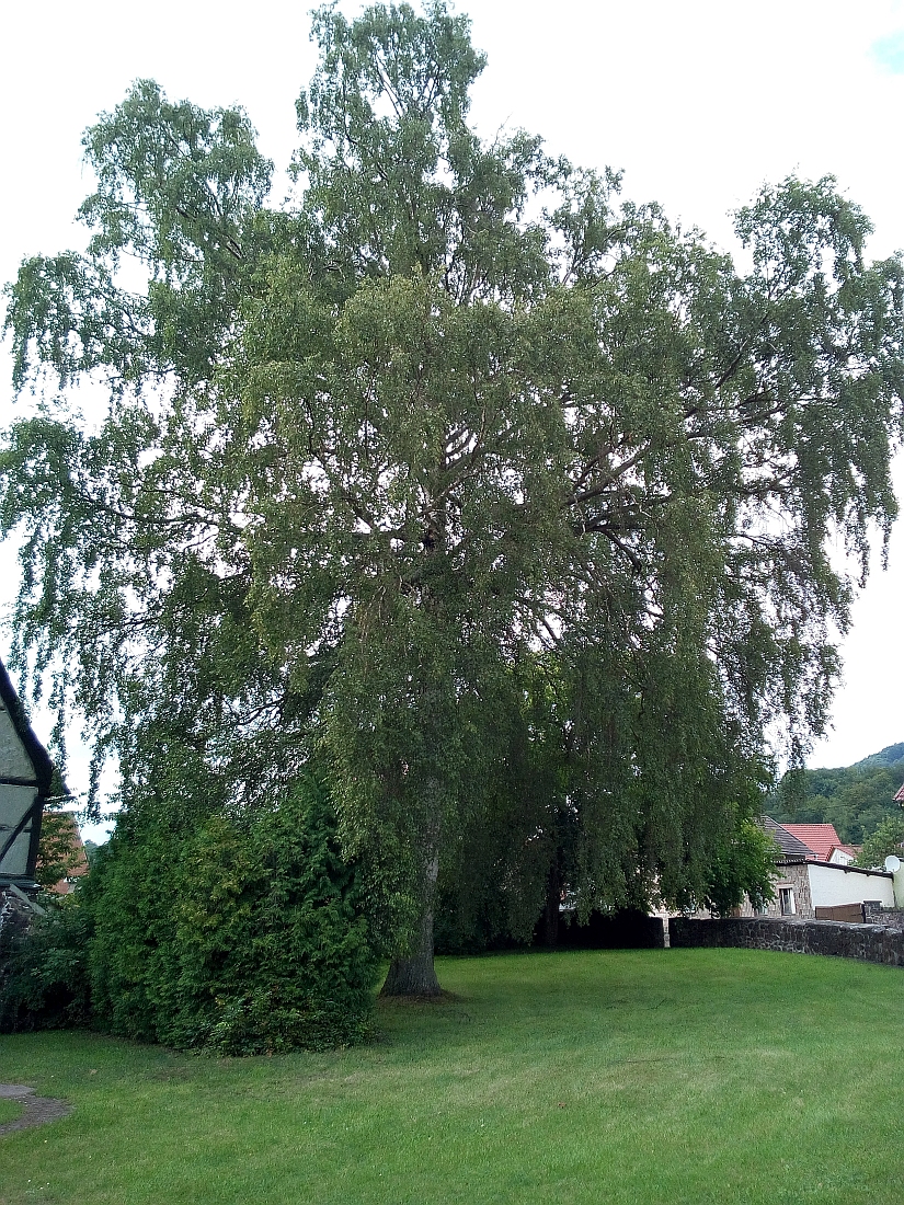Betula pendula - Ilfeld - Juli 2017
