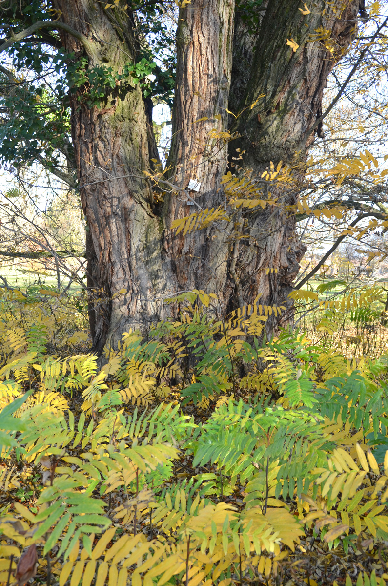 Pterocarya fraxinifolia - Stuttgart-Hohenheim - Nov. 2018