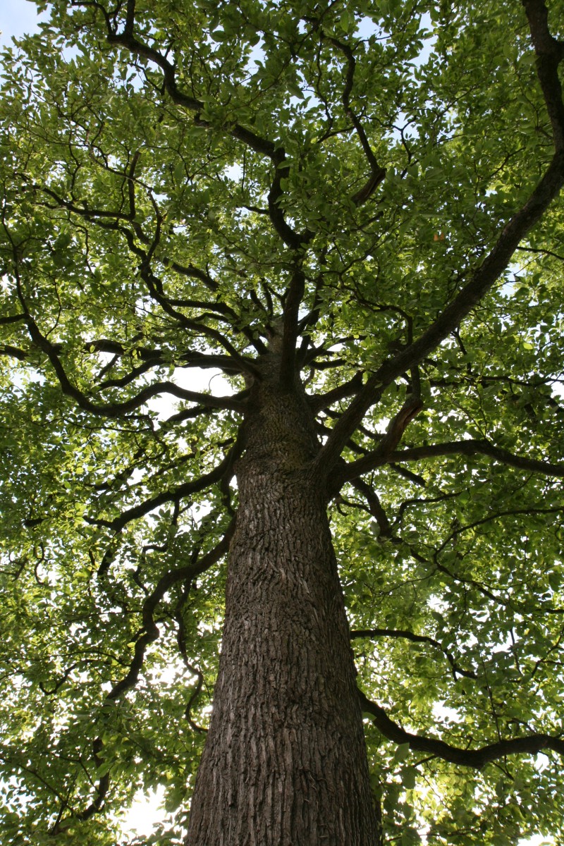 Magnolia acuminata - Langenargen - Juli 2014