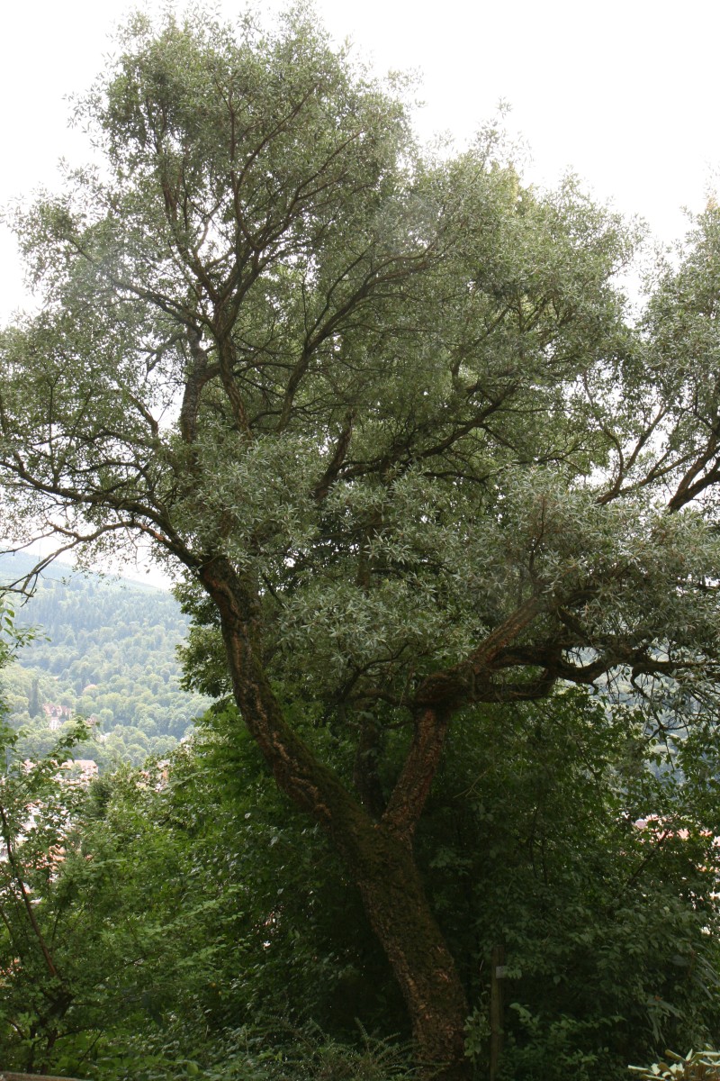 Quercus suber - Heidelberg - Juli 2017
