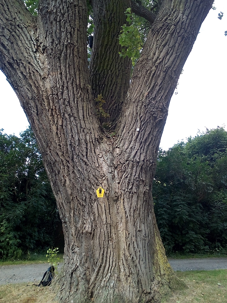 Populus_canadensis_Stralsund_7/2018