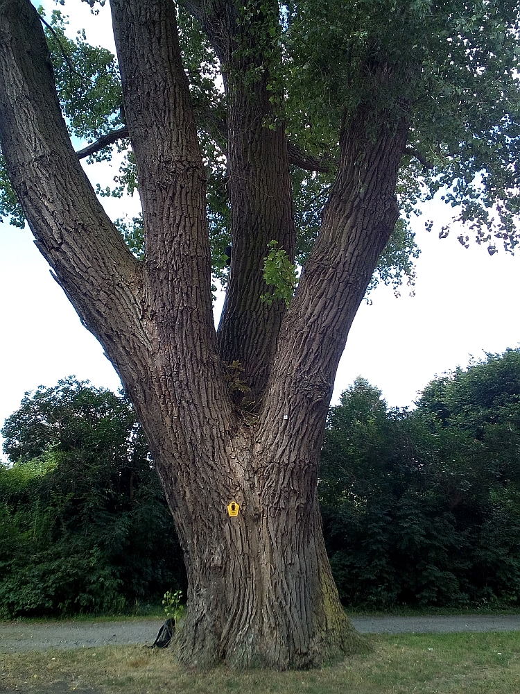 Populus_canadensis_Stralsund_7/2018
