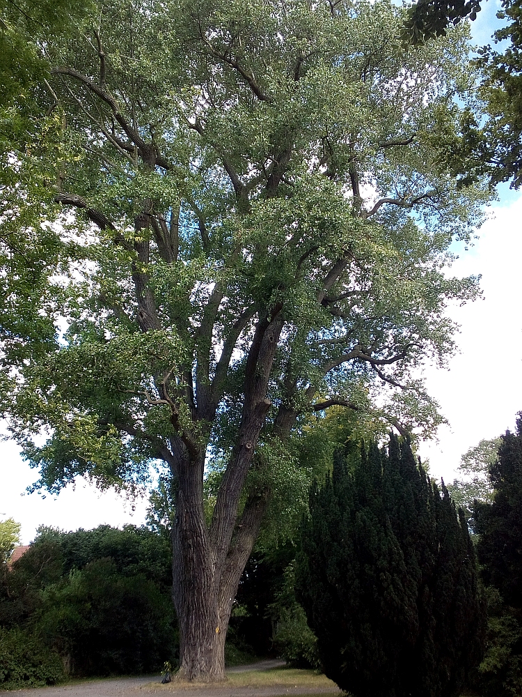 Populus_canadensis_Stralsund_7/2018