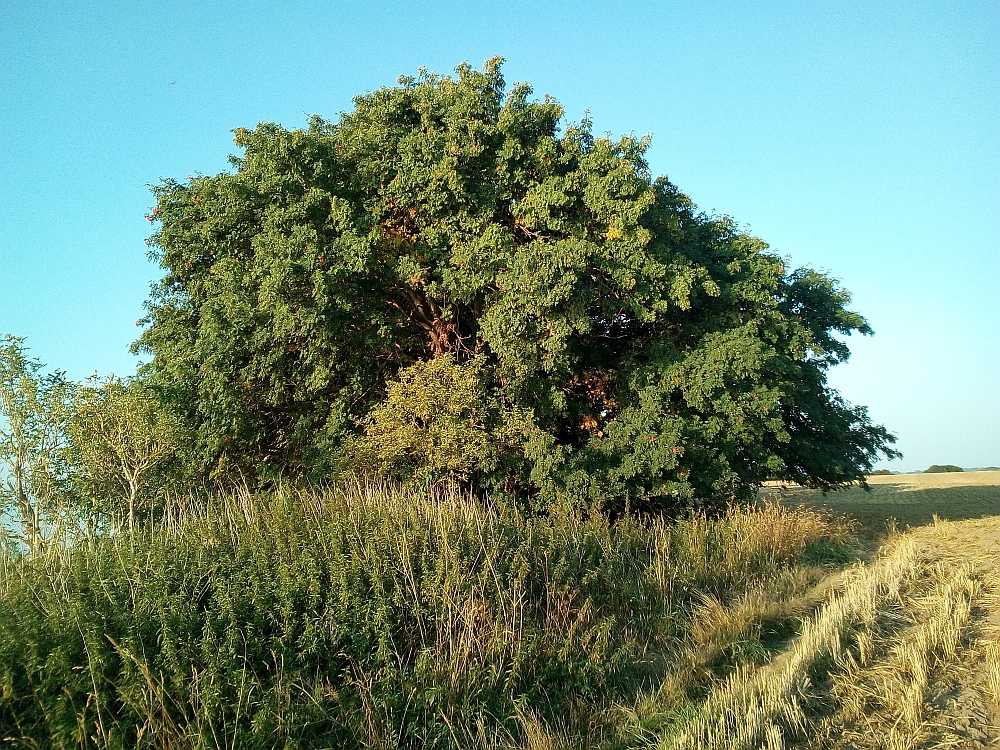 Sorbus_aucuparia_Neukamp_8/2018
