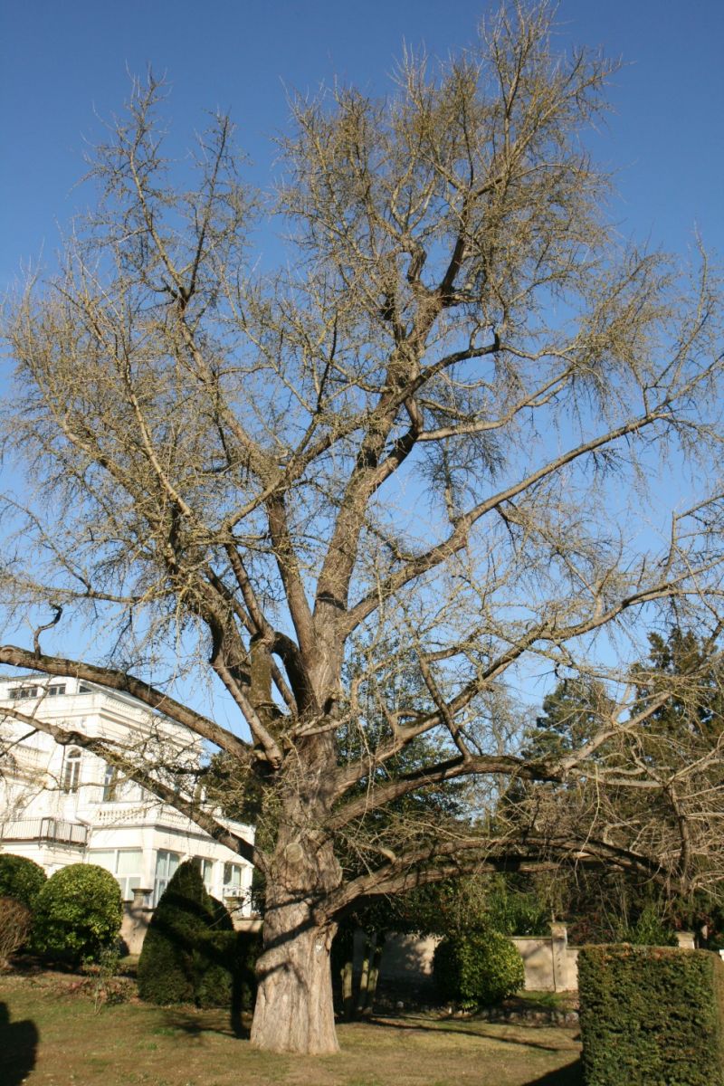 Ginkgo biloba - Eltville - Febr. 2019