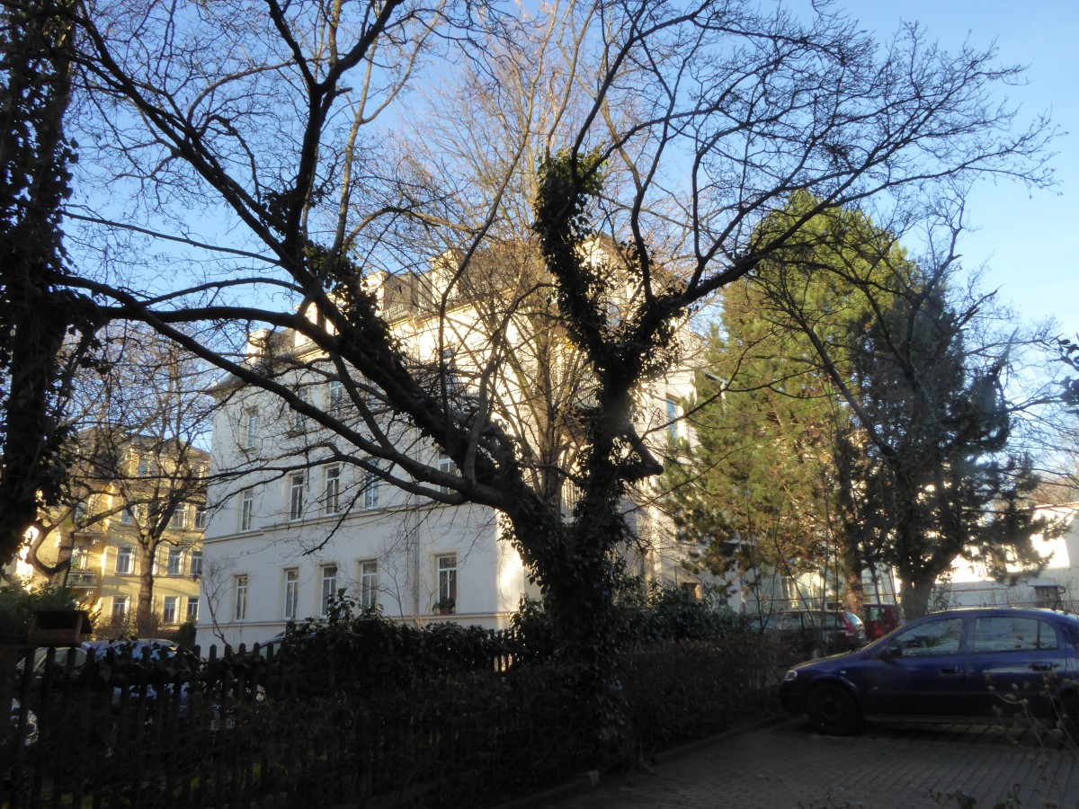 Corylus avellana - Dresden - 2016