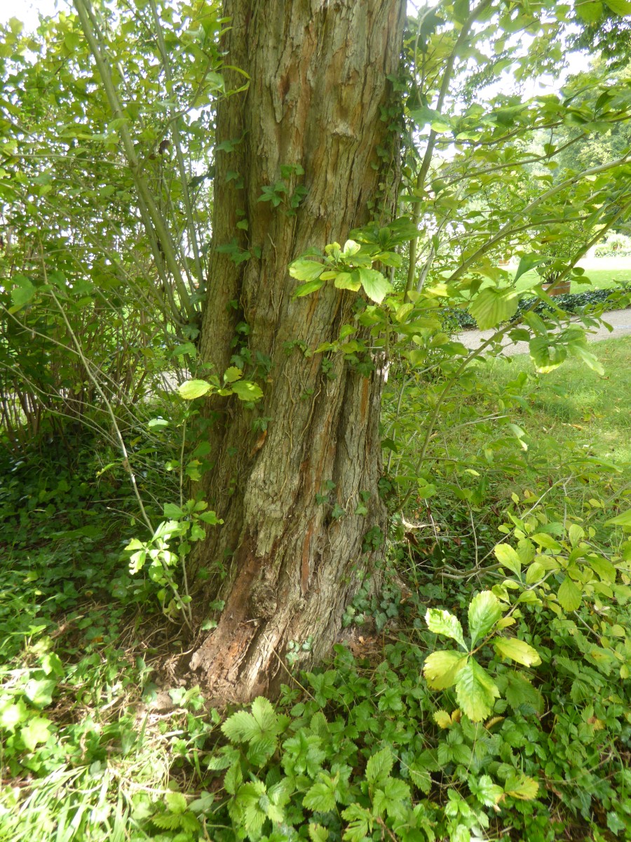Crataegus punctata var. aurea - Dresden-Pillnitz - 2017
