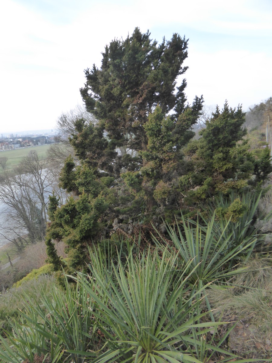 Cryptomeria japonica 'Bandai-sugi' - Dresden - 2017