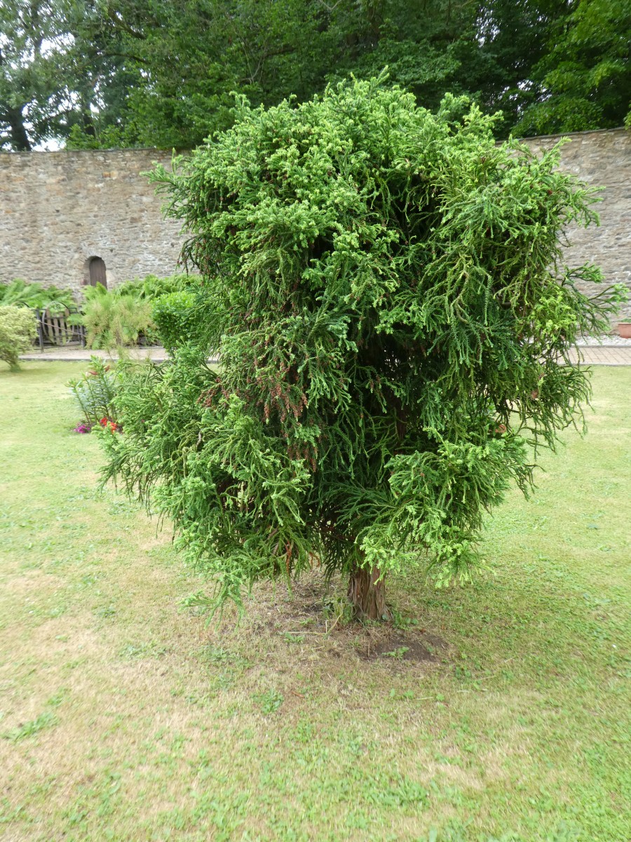 Cryptomeria japonica 'Rasen' - Nossen - 2018