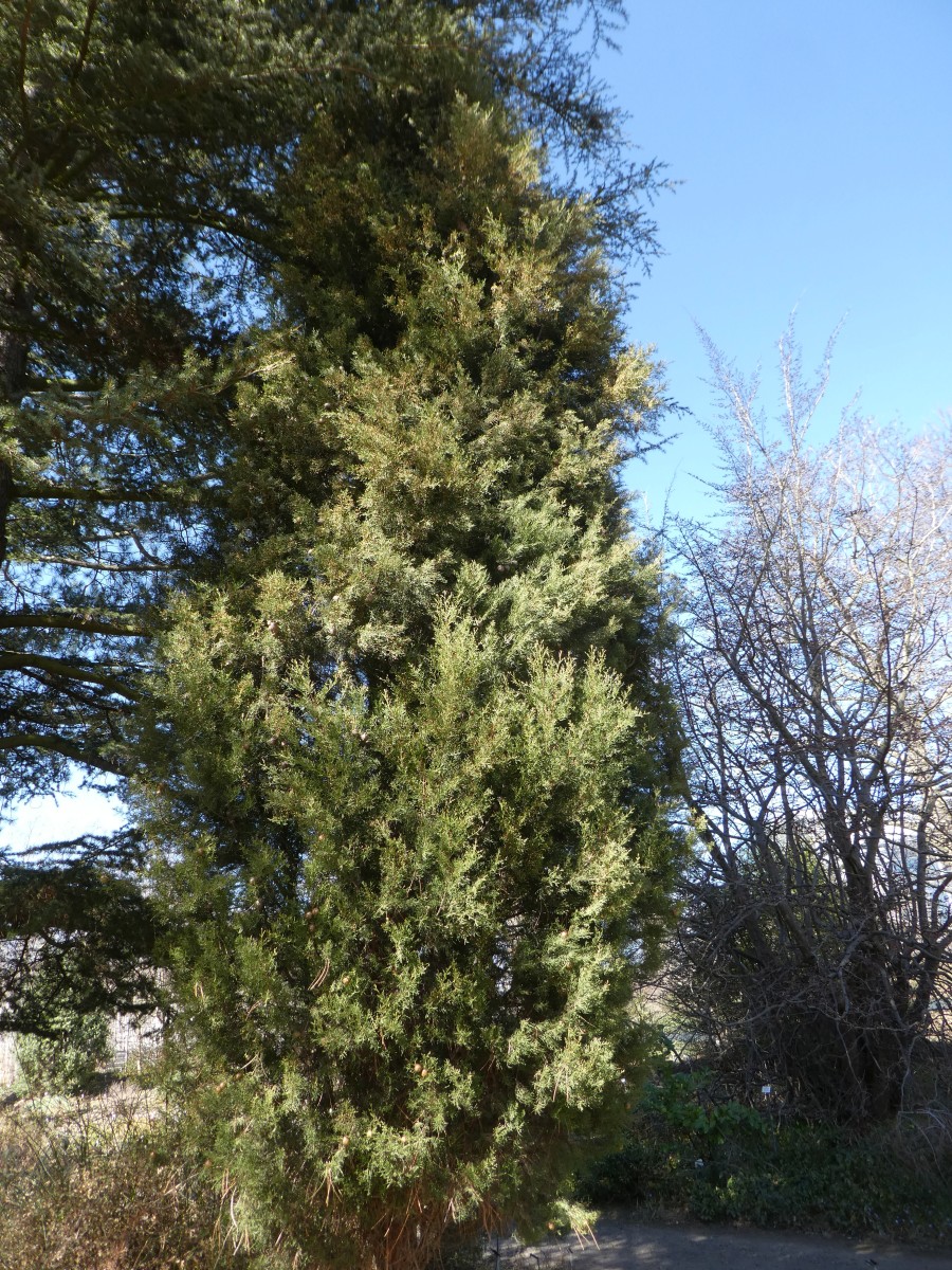 Cupressus sempervirens var. stricta - Dresden - 2018