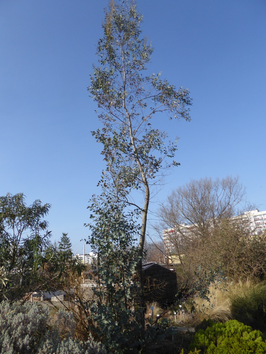 Eucalyptus gunnii - Dresden - 2019