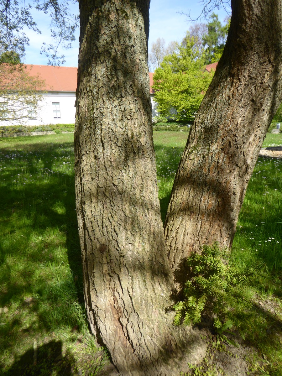 Eucommia ulmoides - Dresden - 2017