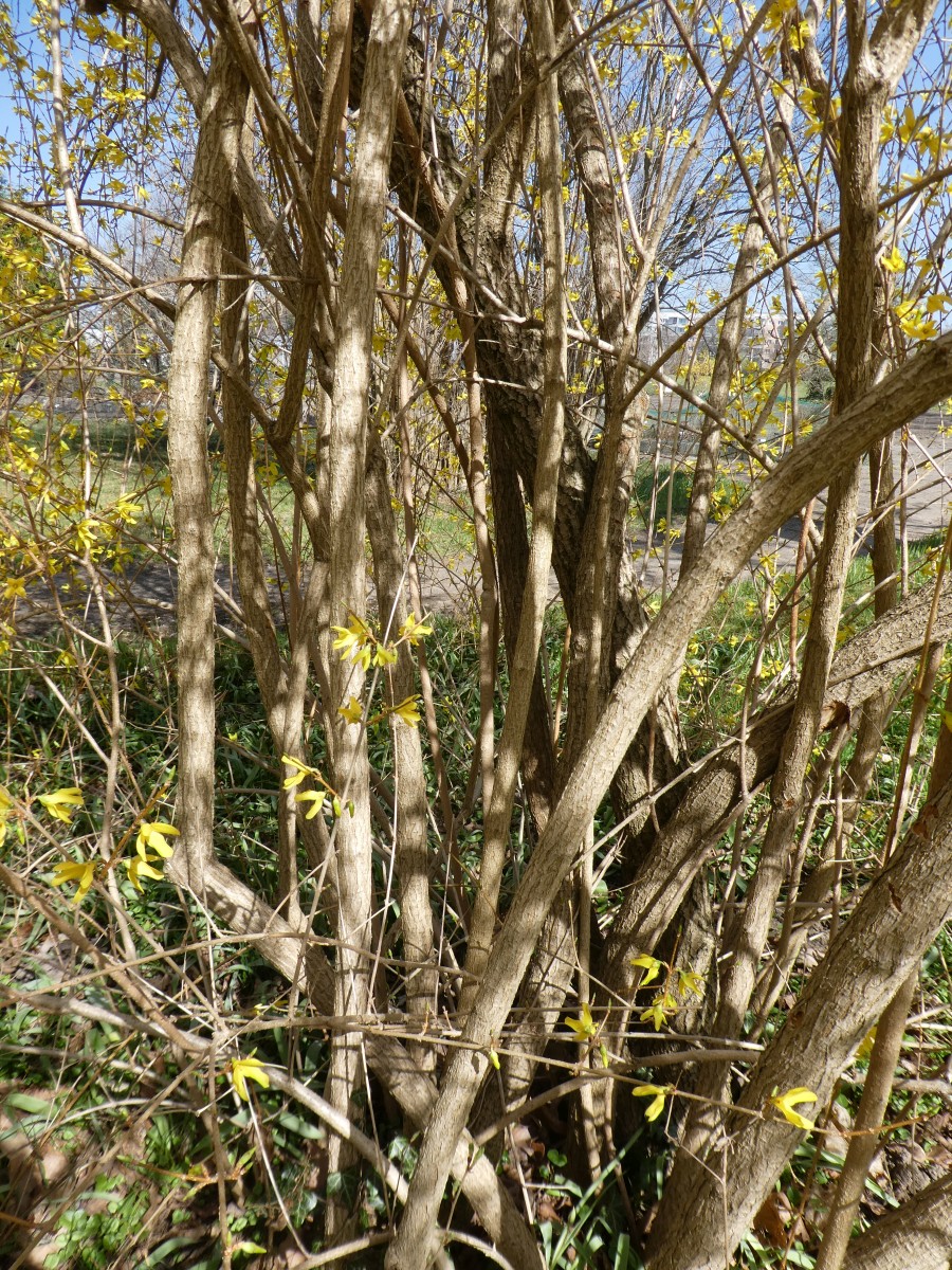 Forsythia suspensa var. sieboldii - Dresden - 2018