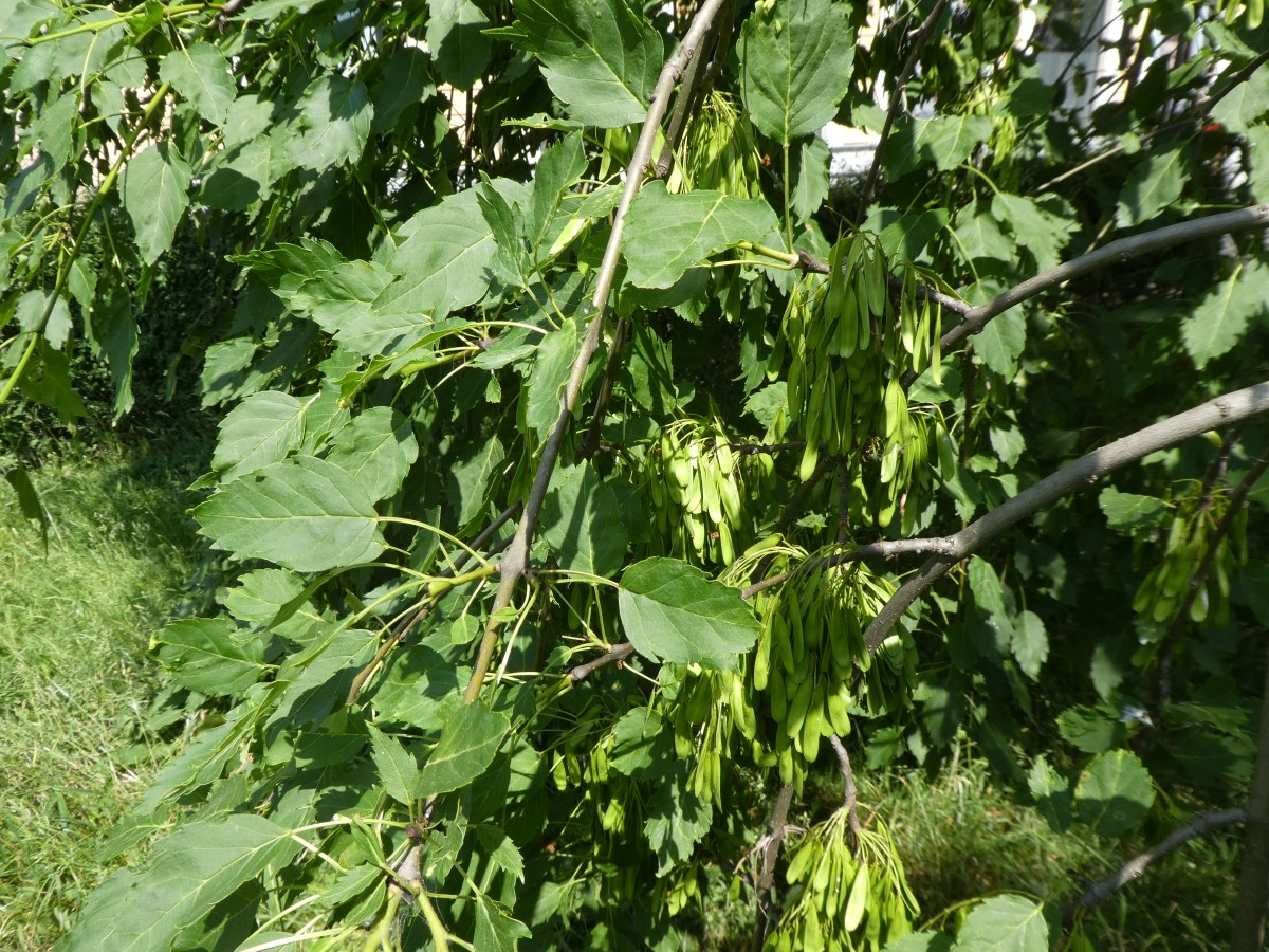 Fraxinus excelsior 'Heterophylla Pendula' - Pirna - 2018