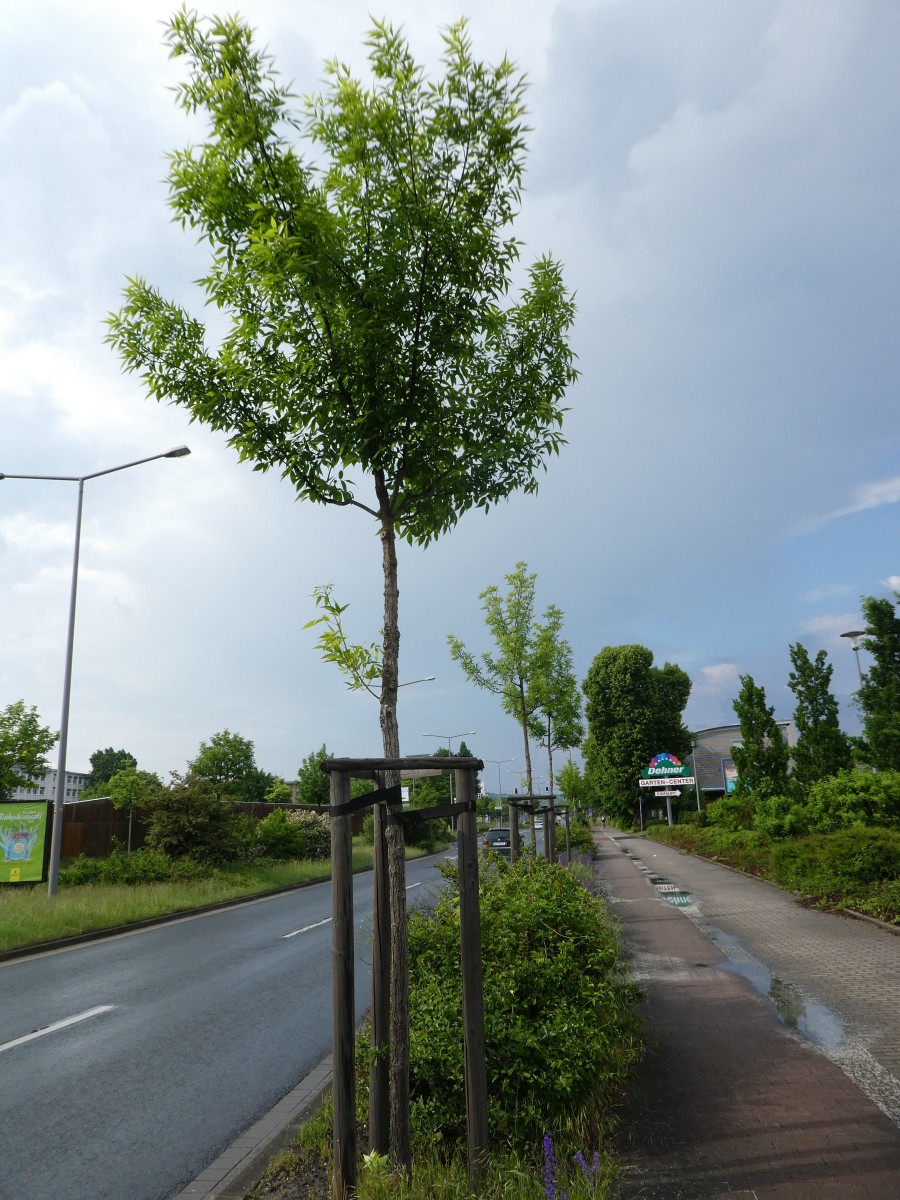 Fraxinus pennsylvanica 'Summit' - Dresden - 2018