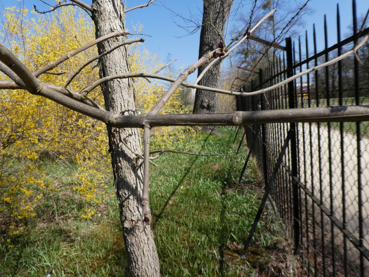 Fraxinus quadrangulata - Dresden - 2018