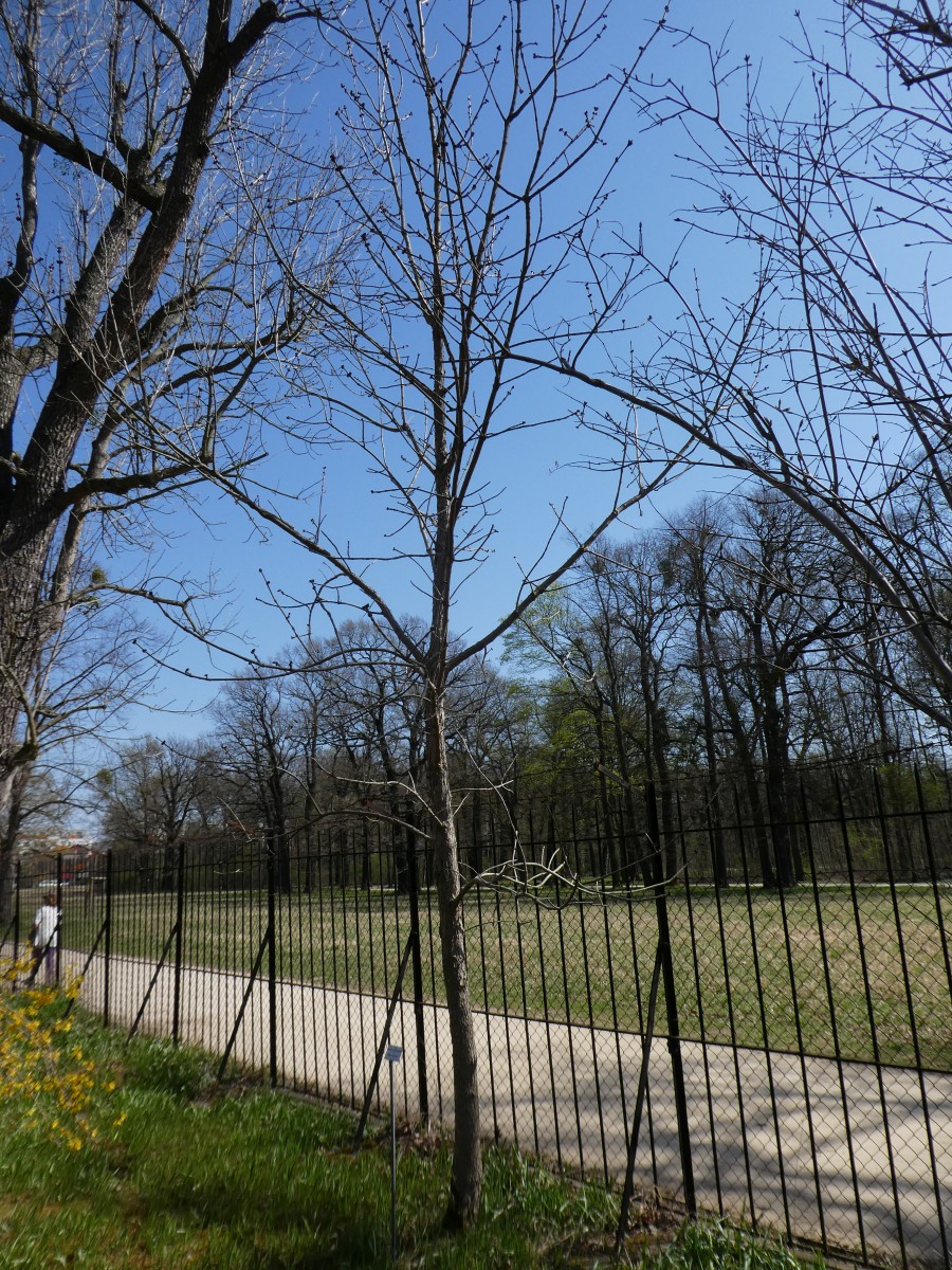 Fraxinus quadrangulata - Dresden - 2018
