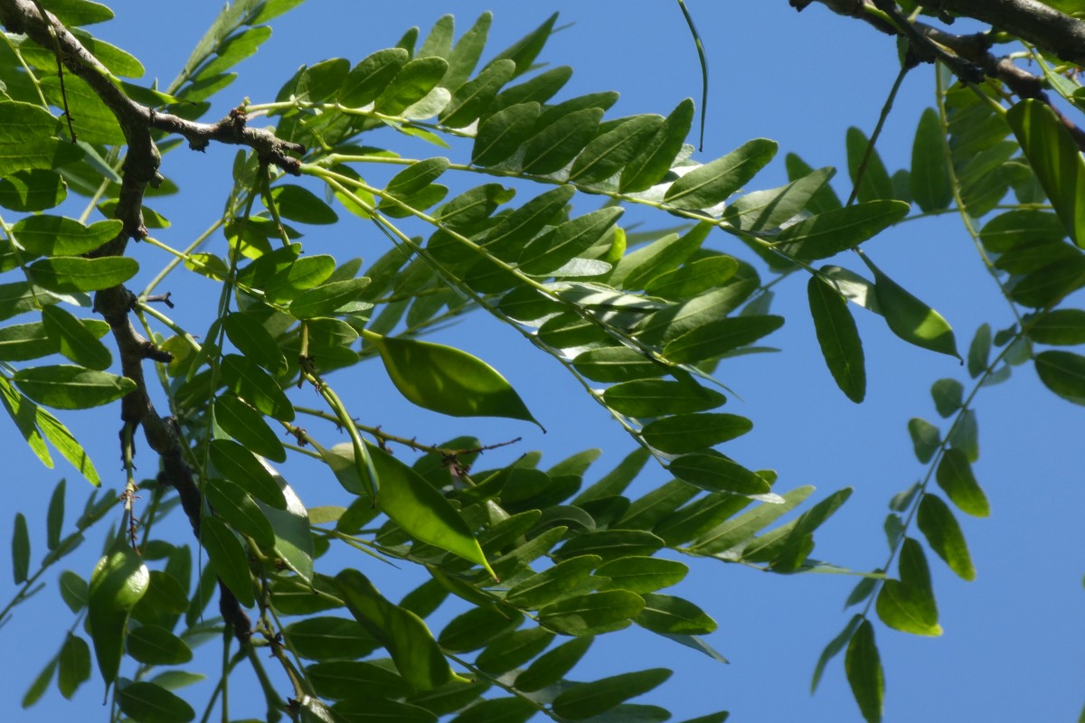 Gleditsia aquatica - Dresden - 2018