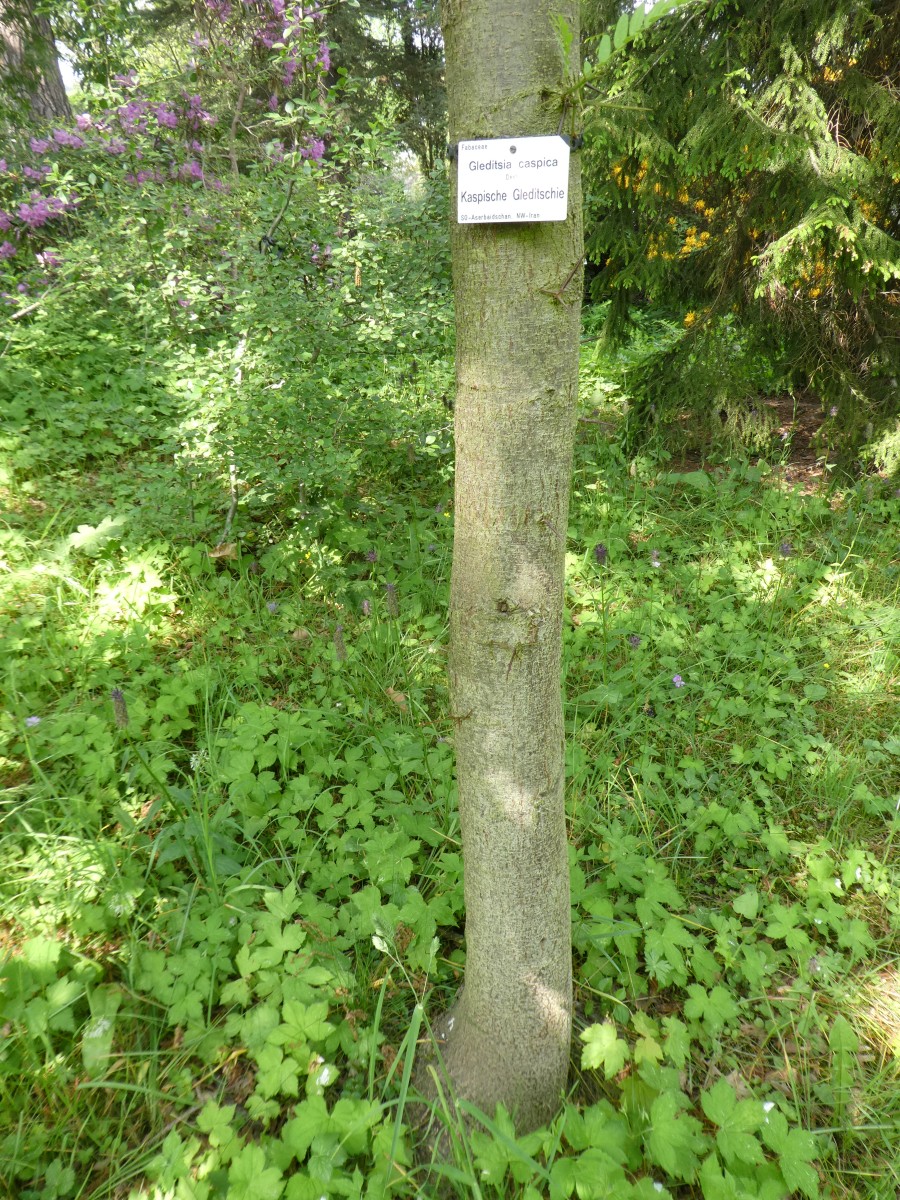 Gleditsia caspica - Dresden - 2018