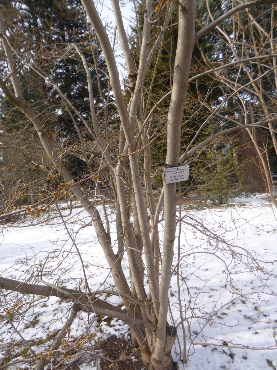 Hamamelis virginiana f. macrophylla - Dresden - 2018