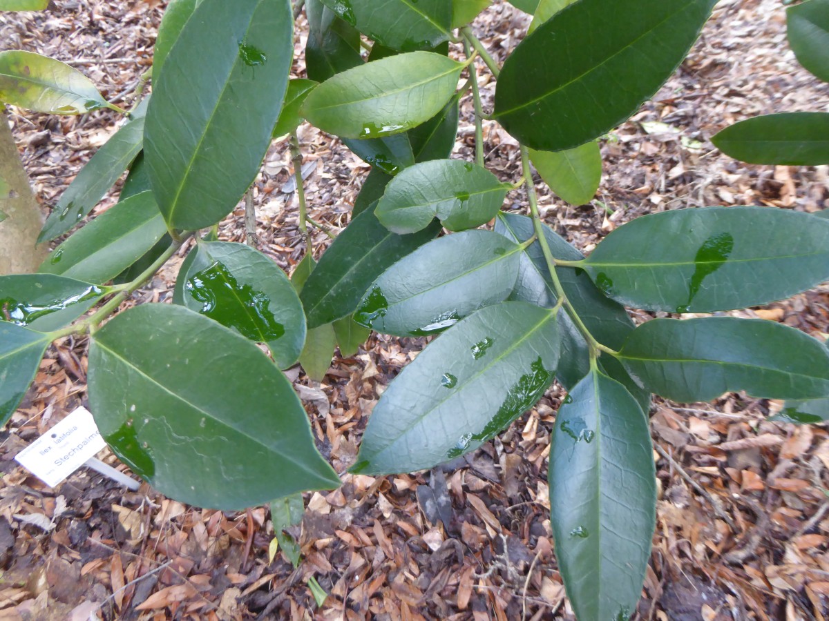 Ilex latifolia - Dresden - 2018