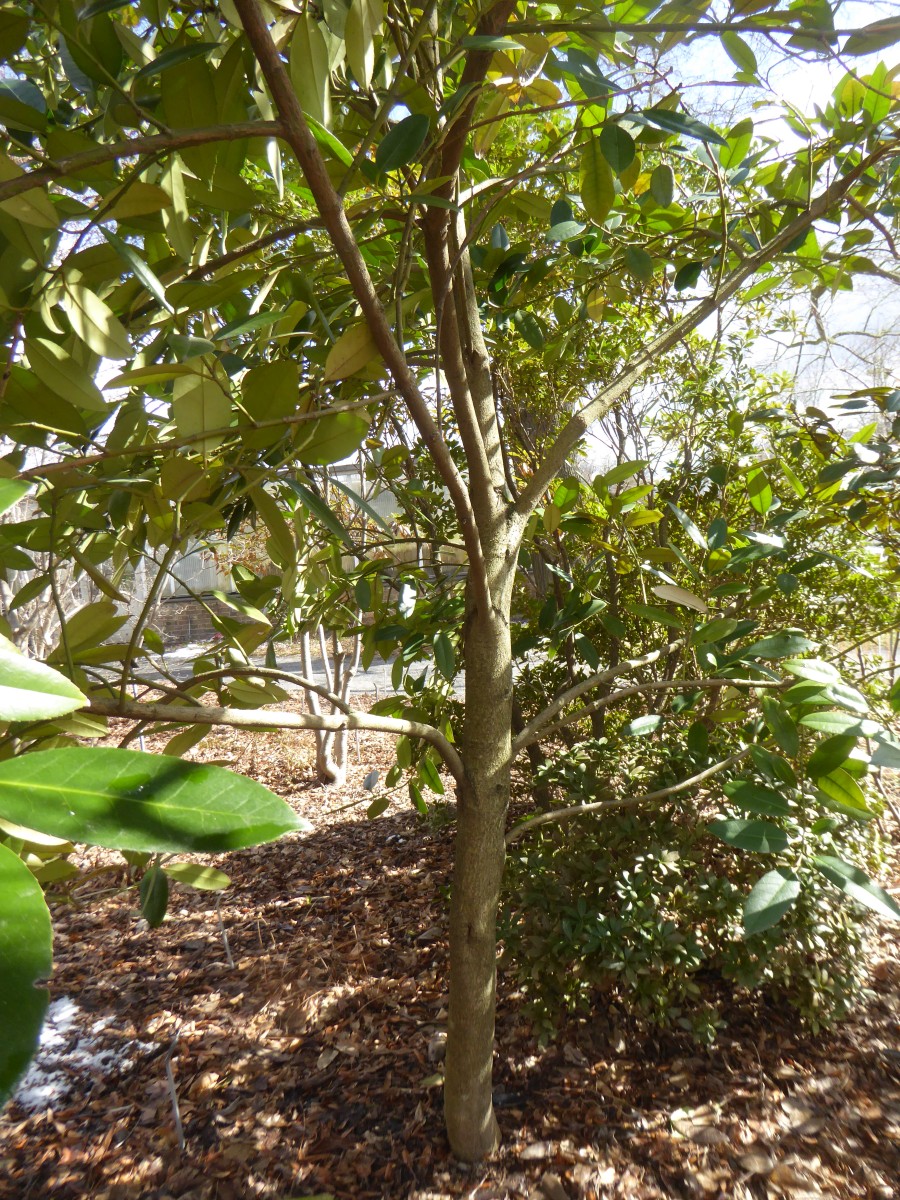 Ilex latifolia - Dresden - 2018