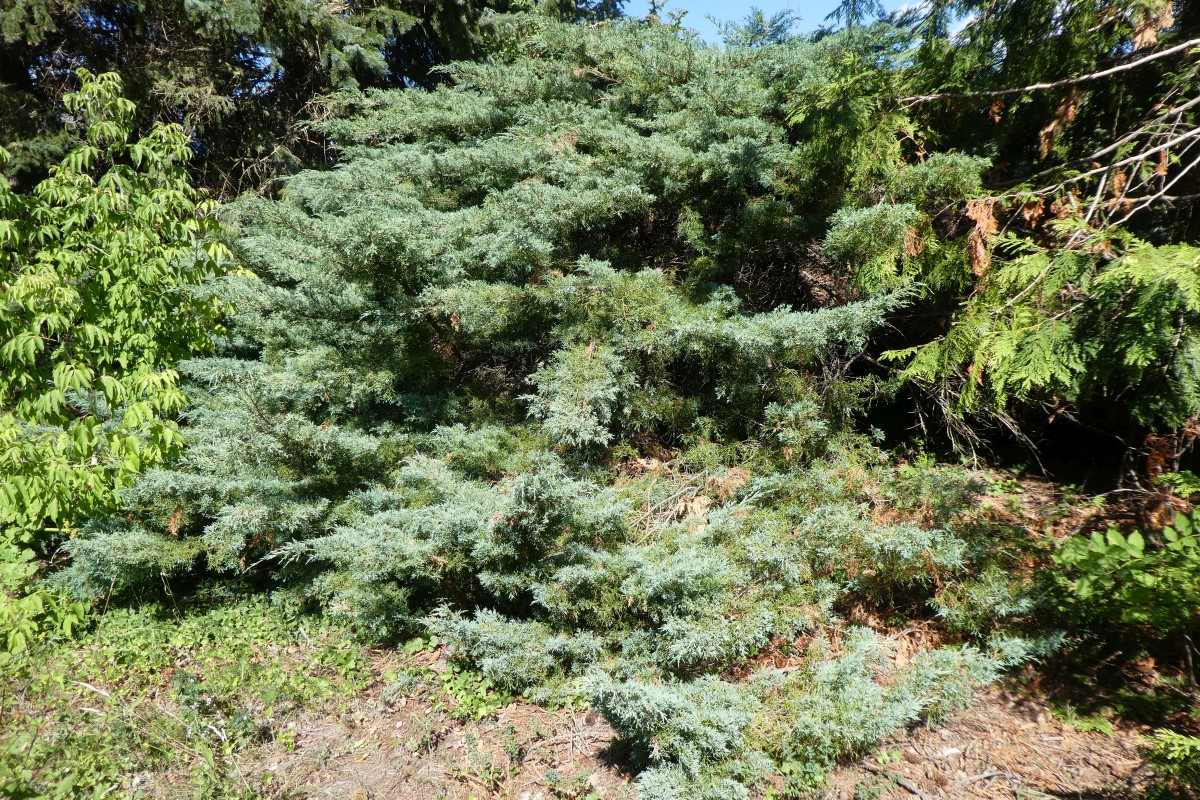 Juniperus × pfitzeriana 'Hetzii' - Coswig - 2018